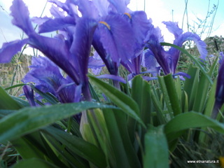 stello di Poira-22-12-2012 09-01-04